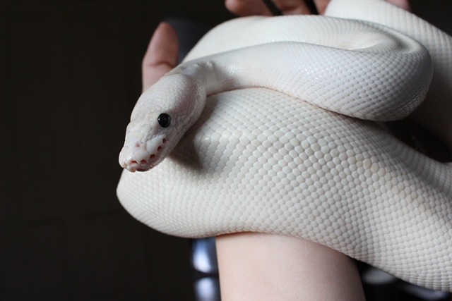 My Sweet Serpent