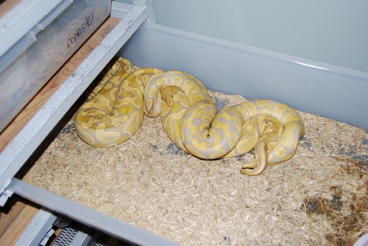 Caramel Glow Breeding