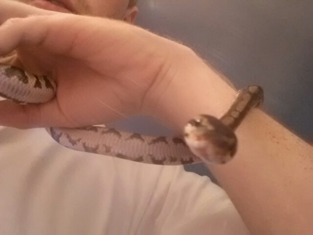 My Ball Python =)