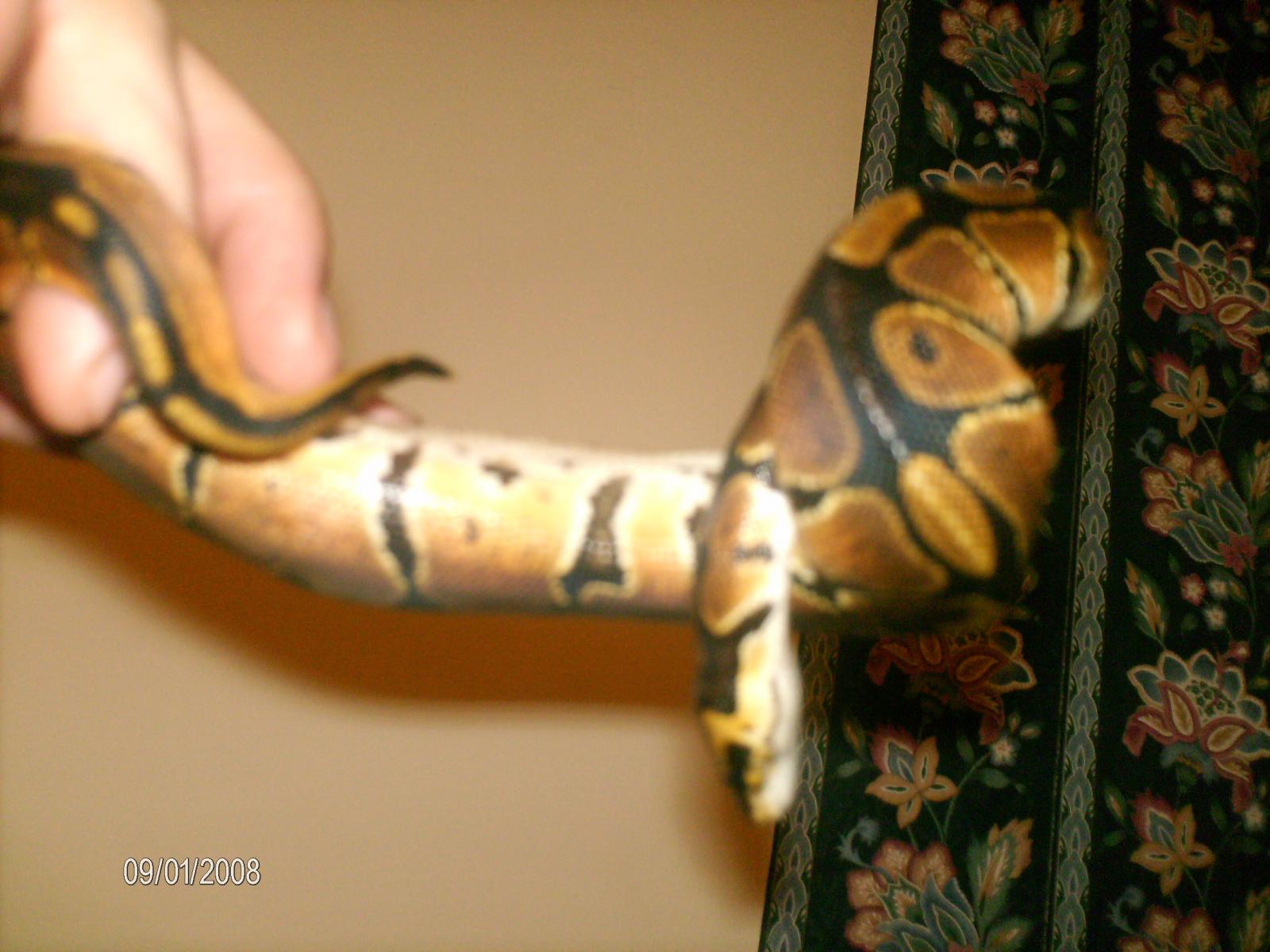 Current Pythons