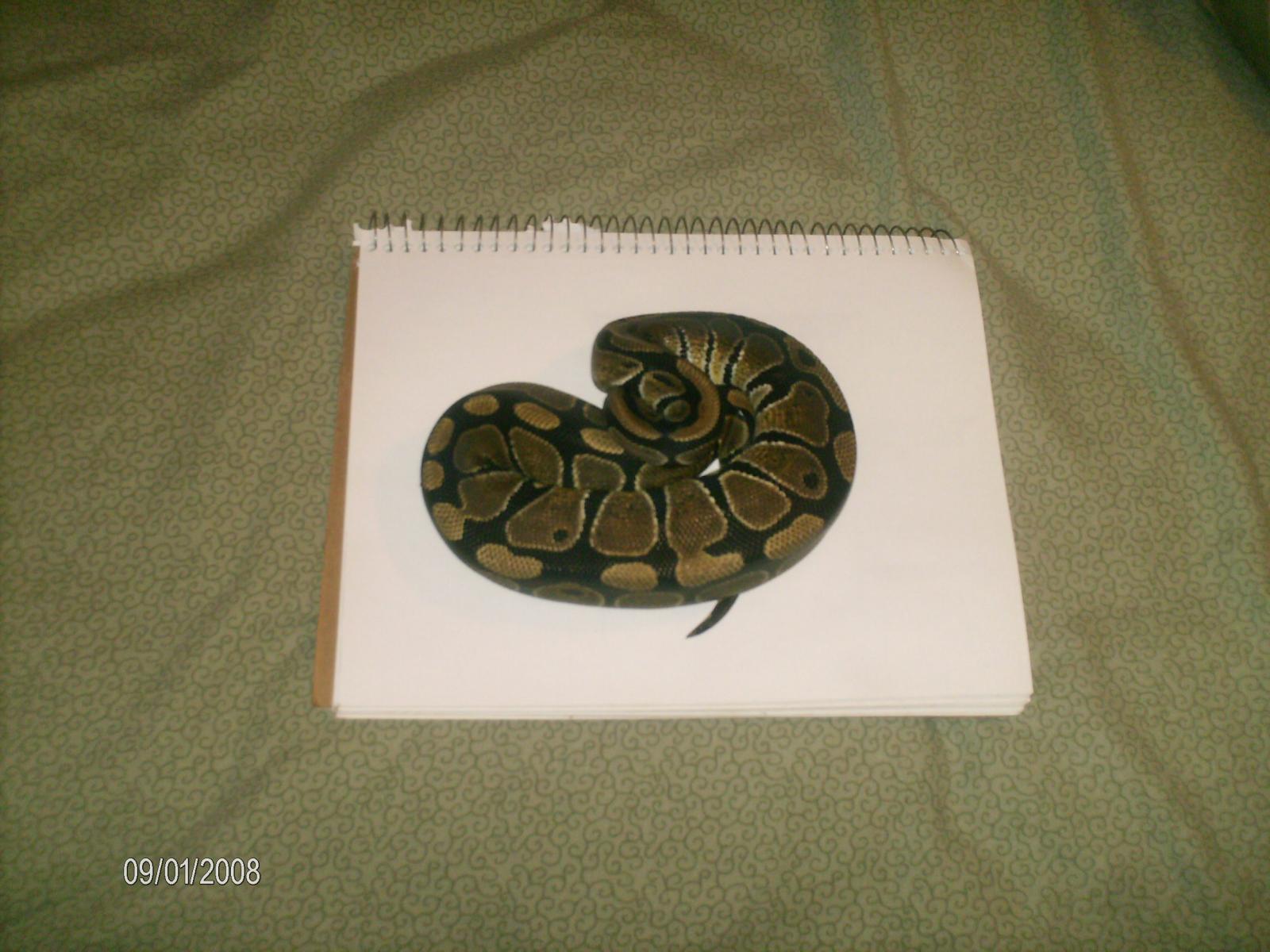 Current Pythons
