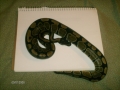Current Pythons