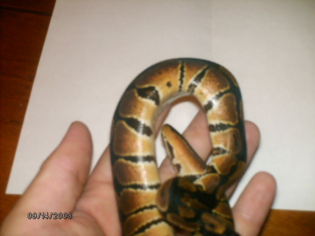Pics As Of 9/14