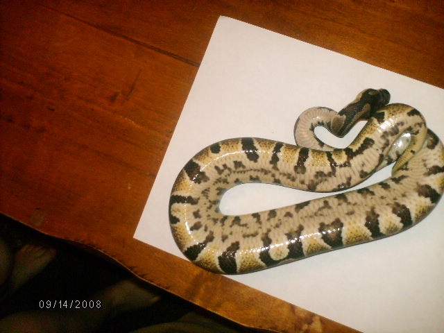1 Year Old Female