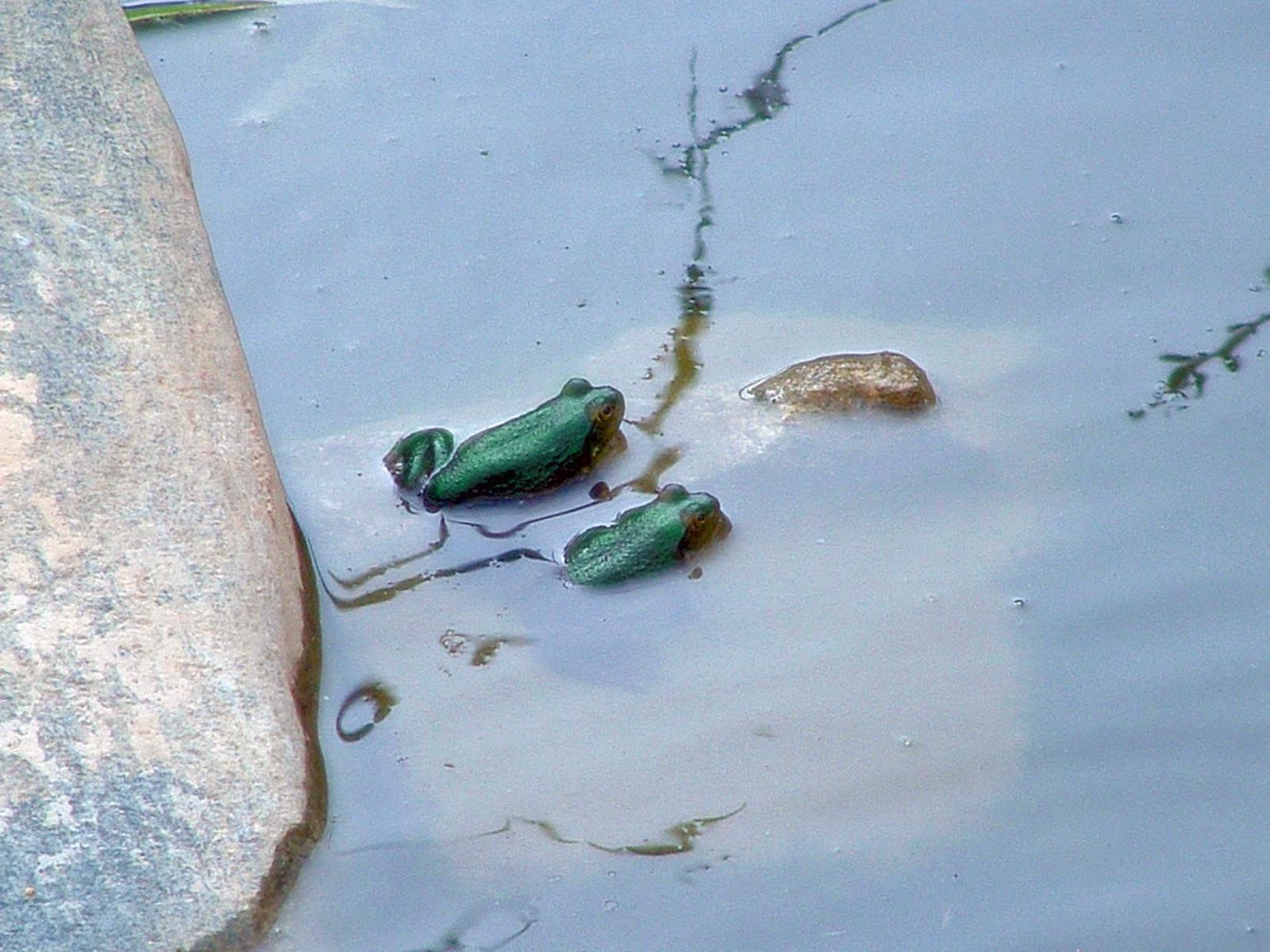 my new bull frogs!!