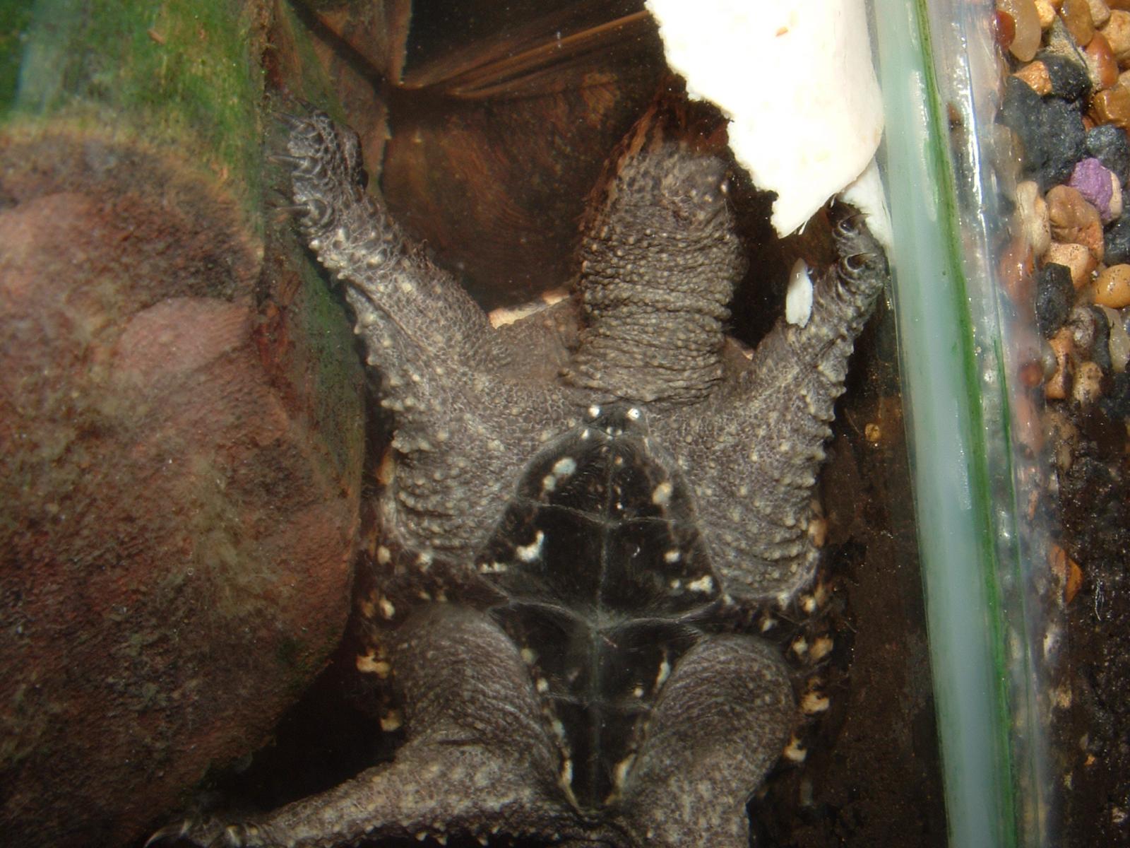Rhino,my snapping turtle