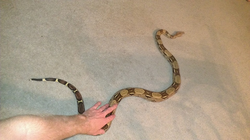 redtailboa