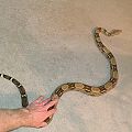 redtailboa