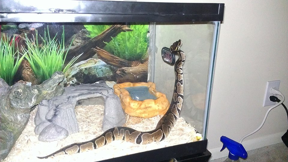 trytoescape