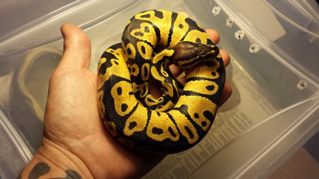 sunny ,my Pastel