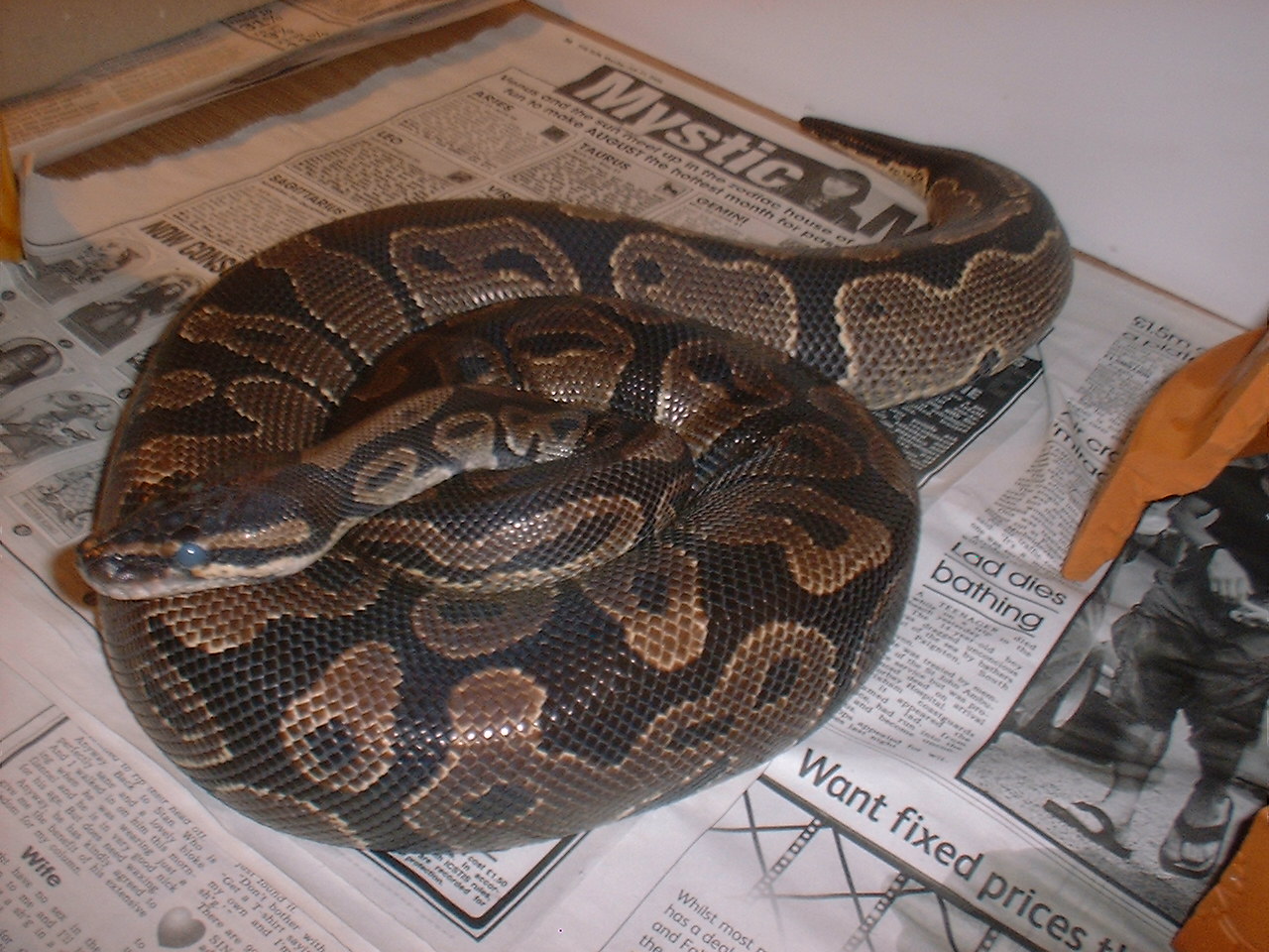 Big fella
