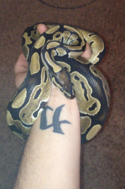 dodi my ball python