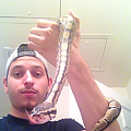 dodi my ball python