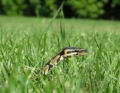 snake (jay) in the grass!