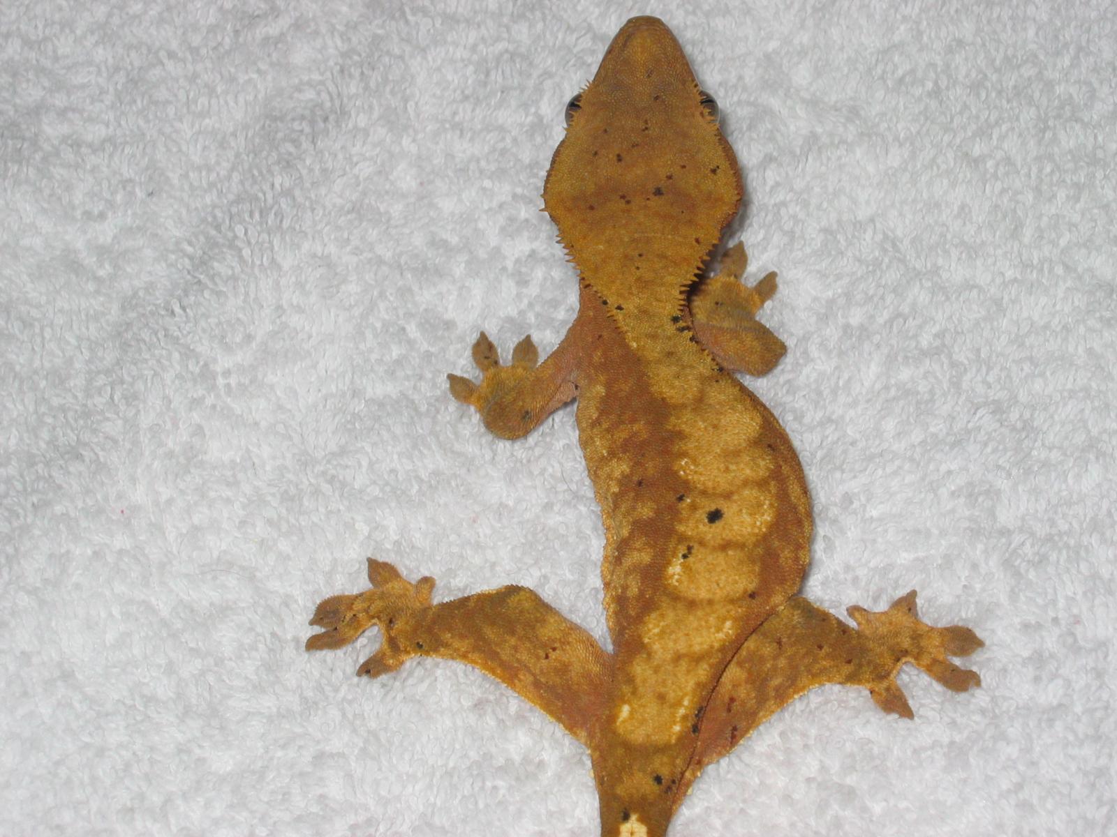 for sale, awesome cresteds