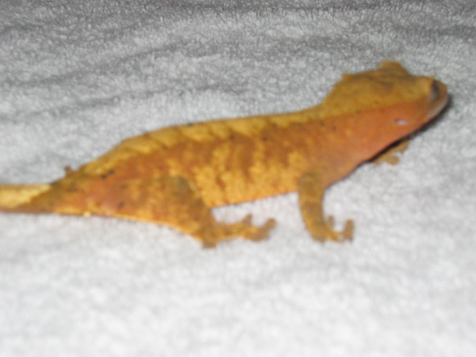 for sale, awesome cresteds