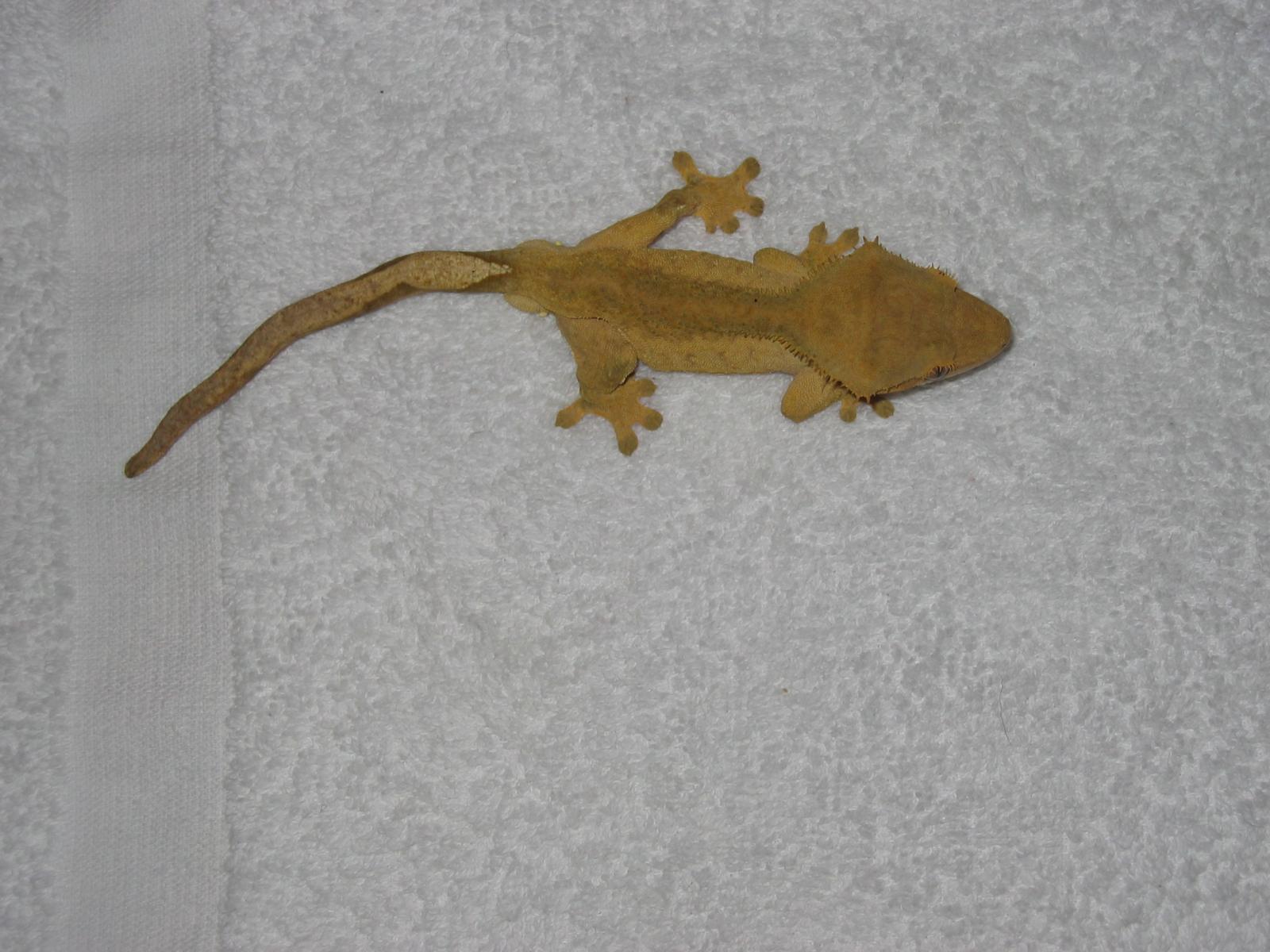 for sale, awesome cresteds