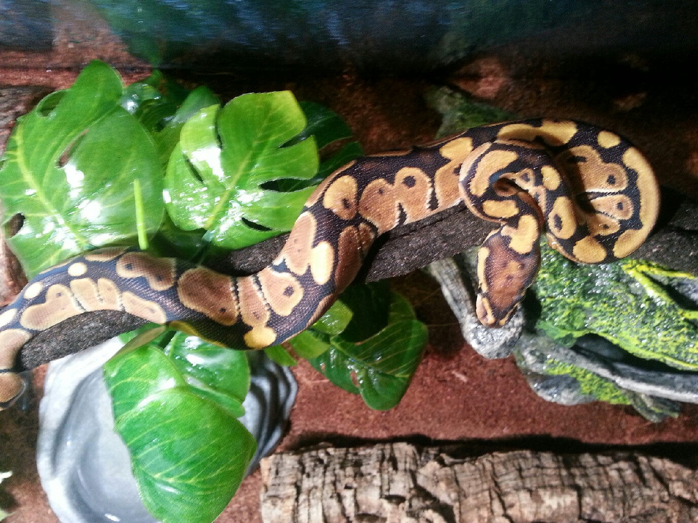My Normal BP - Rhea