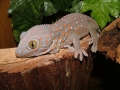 Flea my Tokay Gecko (gekko gekko) pre shed