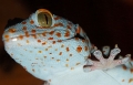 Flea again - my tokay (gekko gekko)