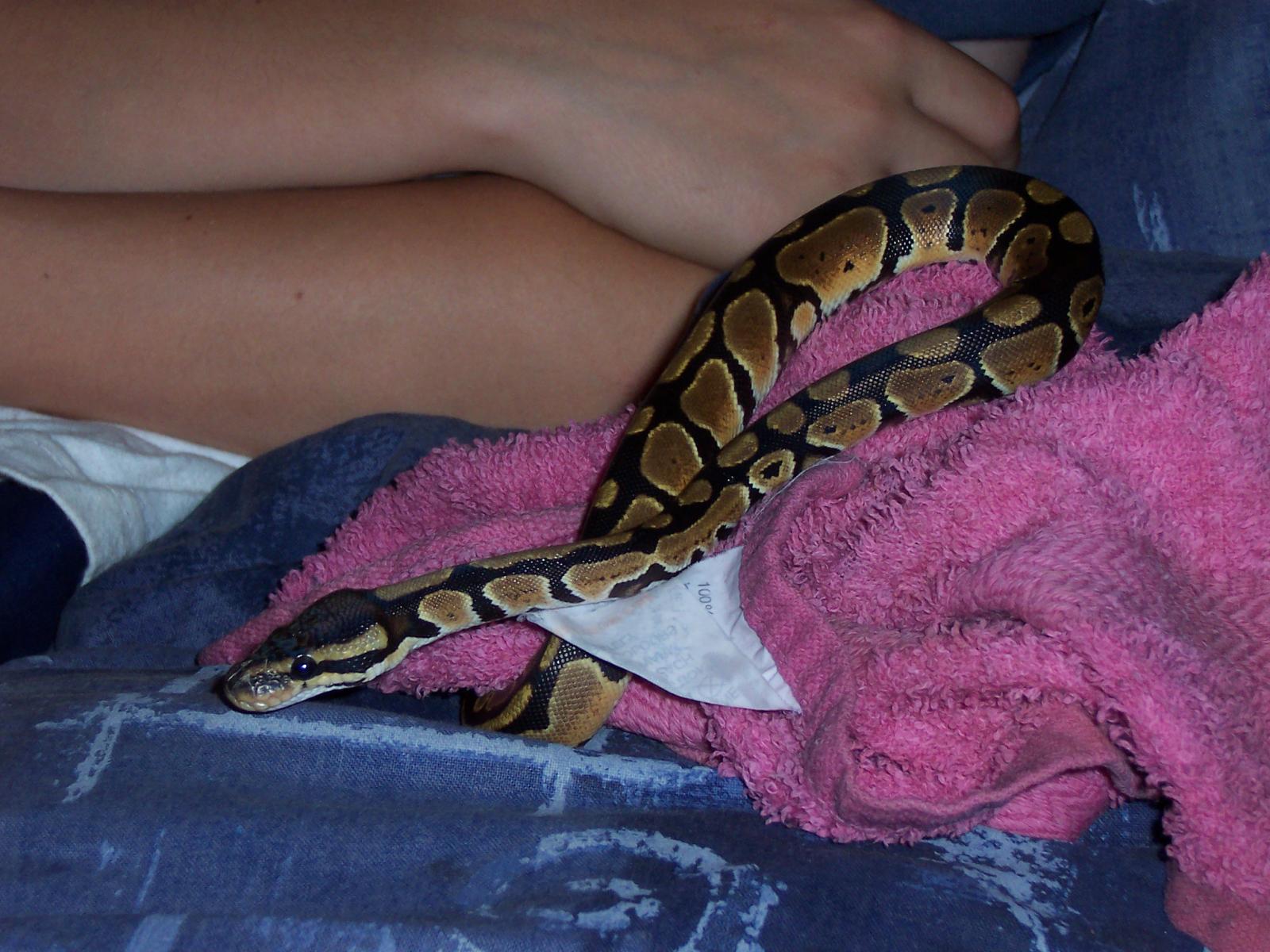 legolas first shed