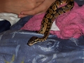 legolas first shed