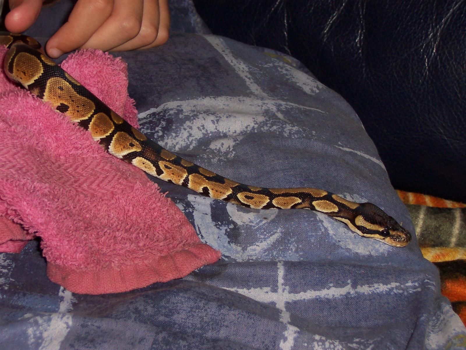 legolas first shed