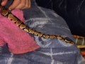legolas first shed