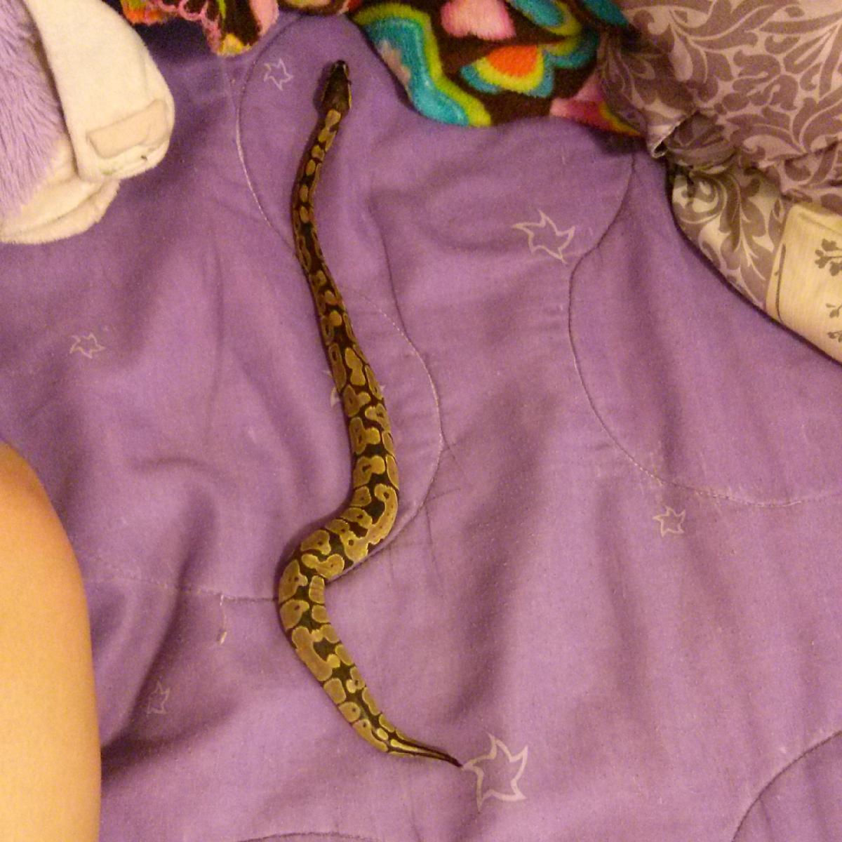 Atlas :)