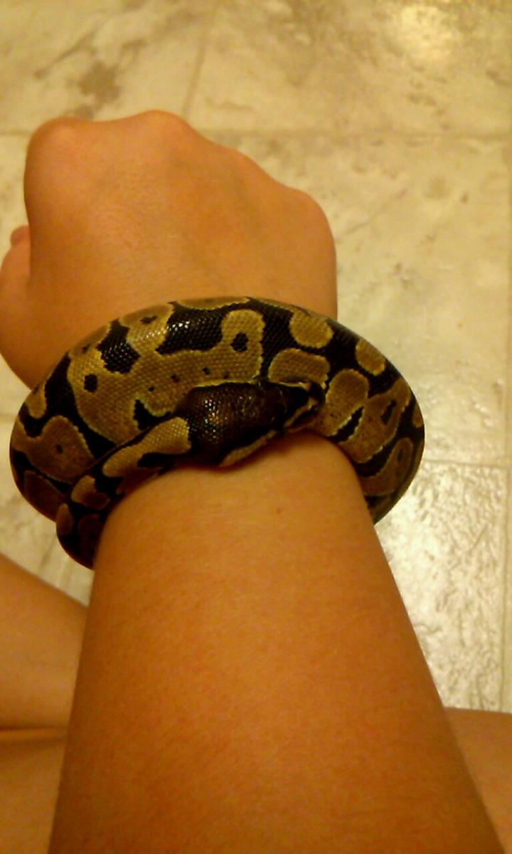 My Bracelet
