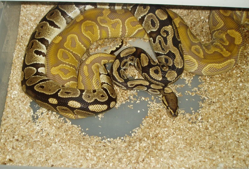 Caramel breeding