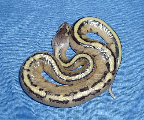 Pastel Gs 1