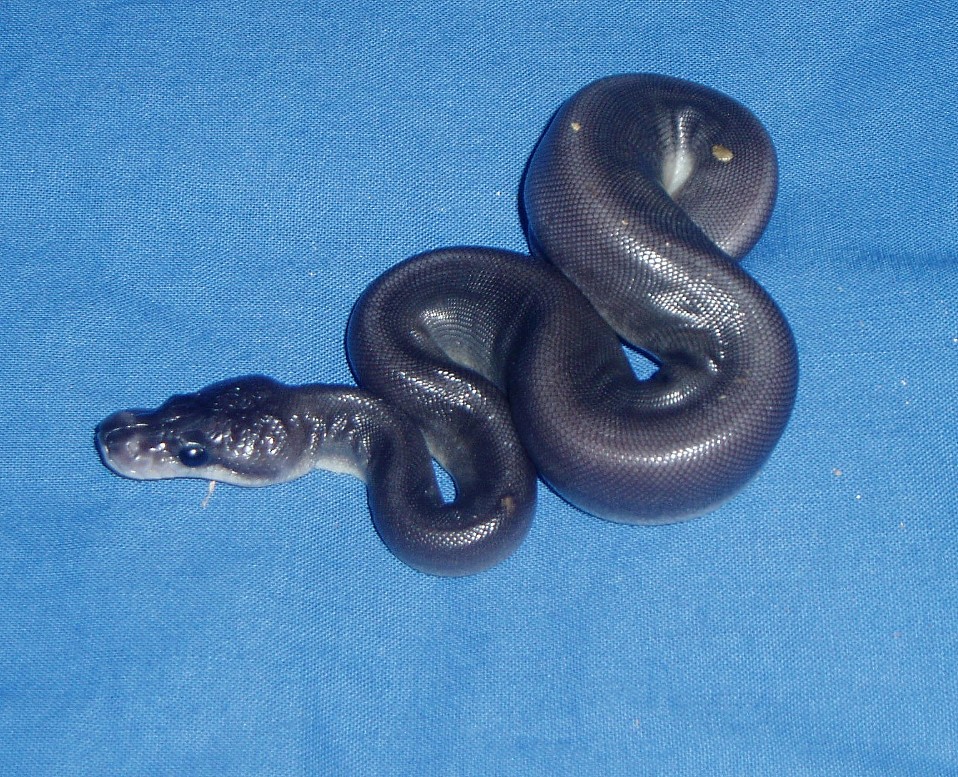 Ball Pythons