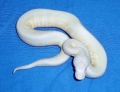 VPI Snow Ball Python