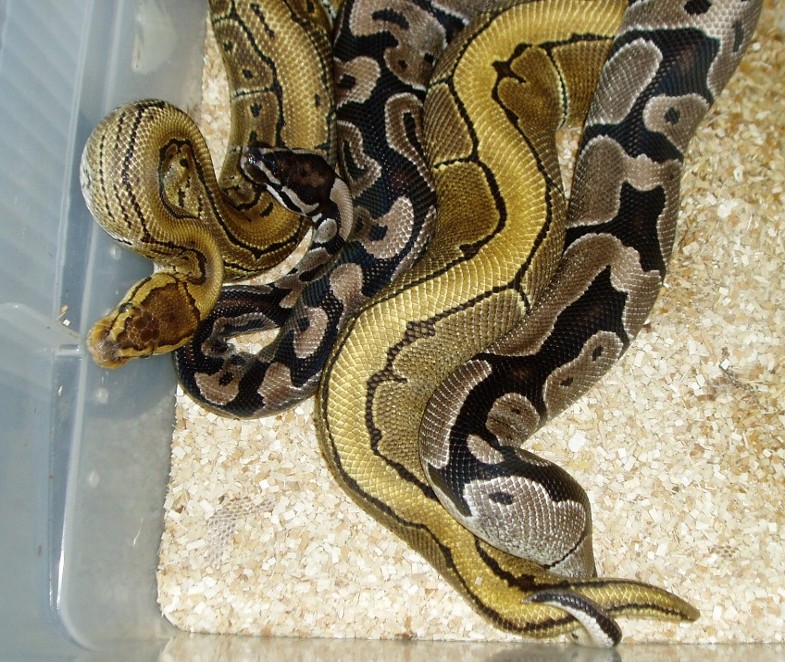 Axanthic cross Pinstripe