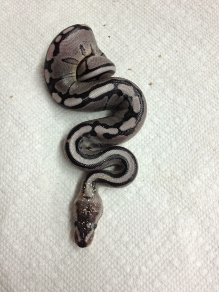 VPI Axanthic Genetic Stripe