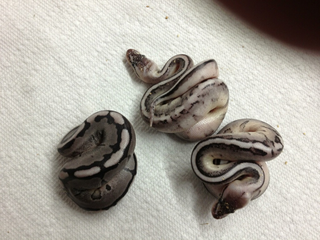 Group of Axanthic GS