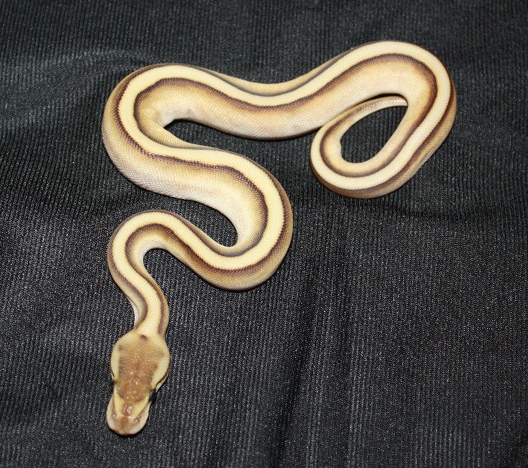 2011 Lesser Genetic Stripe