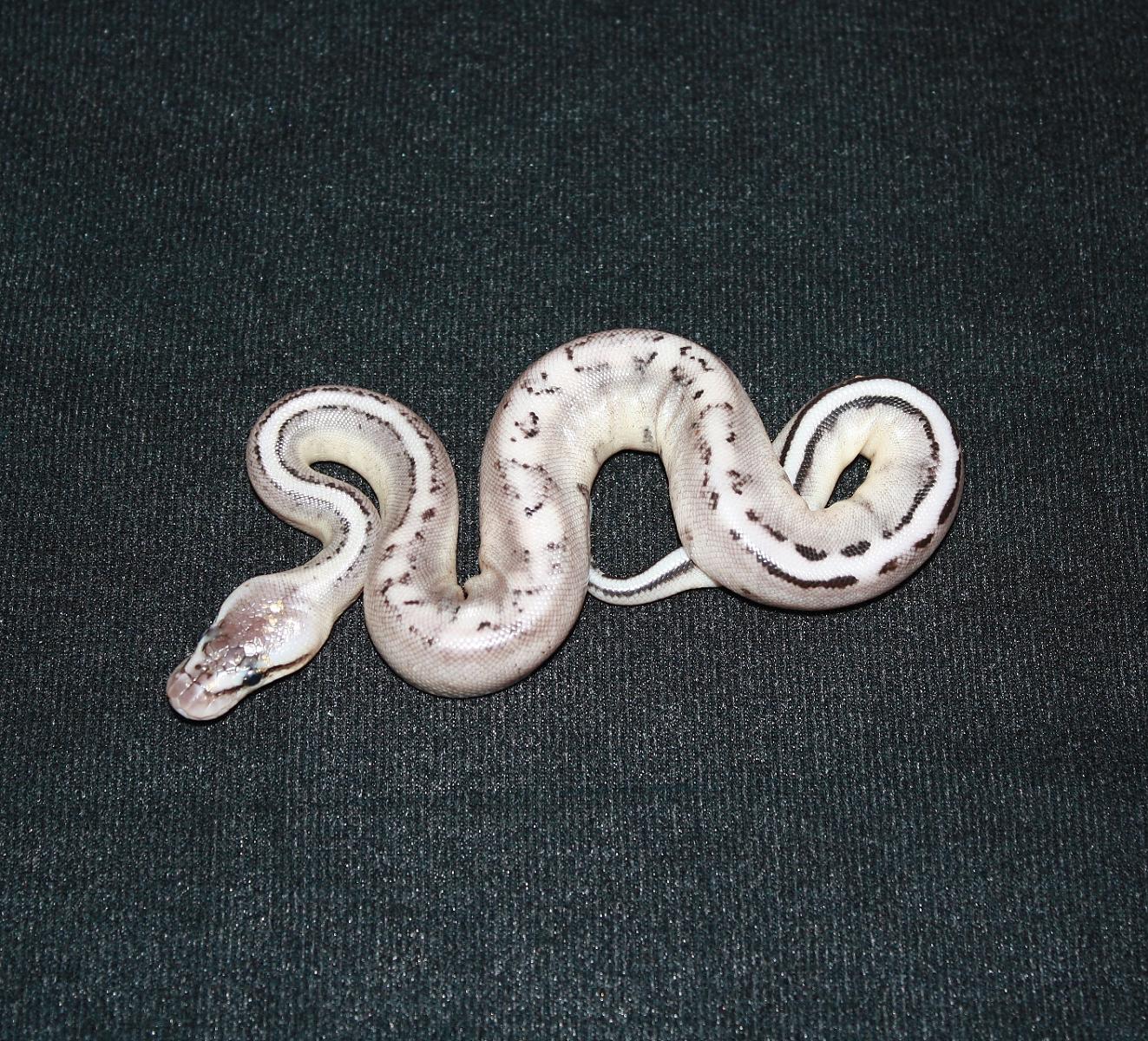 Pastel VPI Axanthic Genetic Stripe