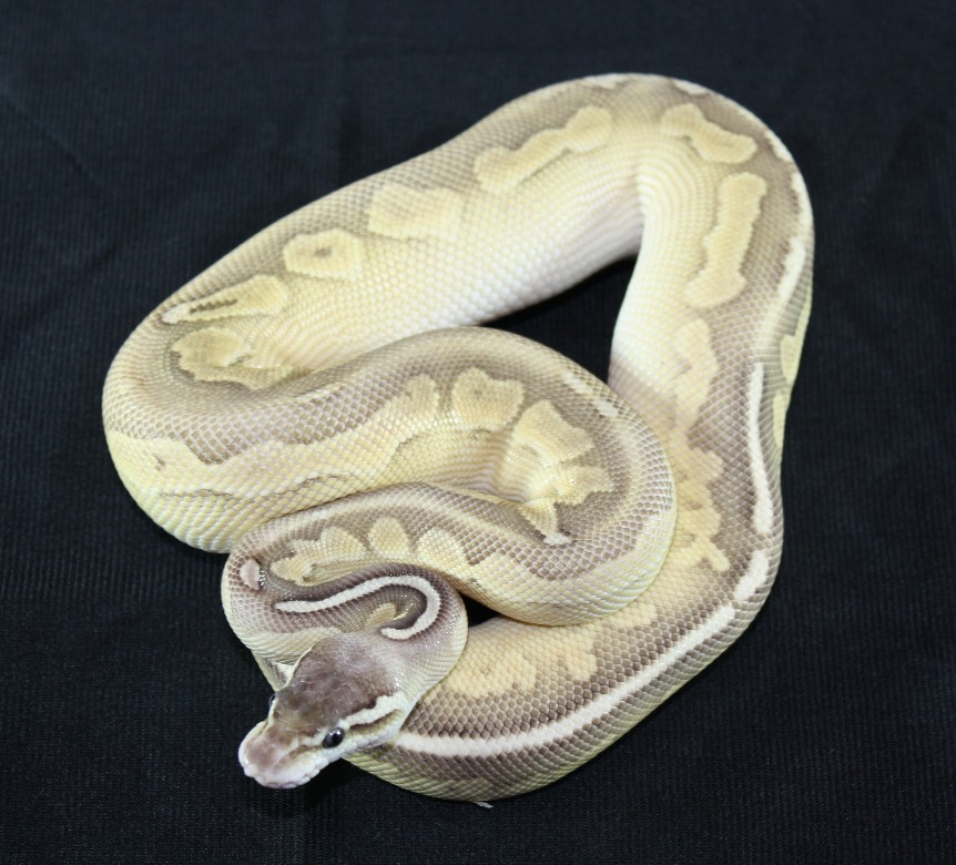 Lesser Pewter