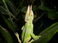 Pretty Guy