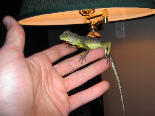 Water Dragon