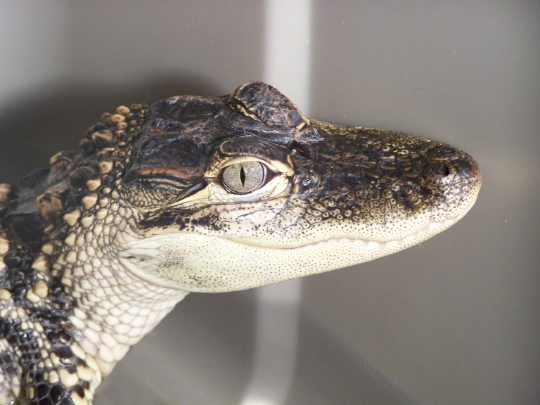 Gator