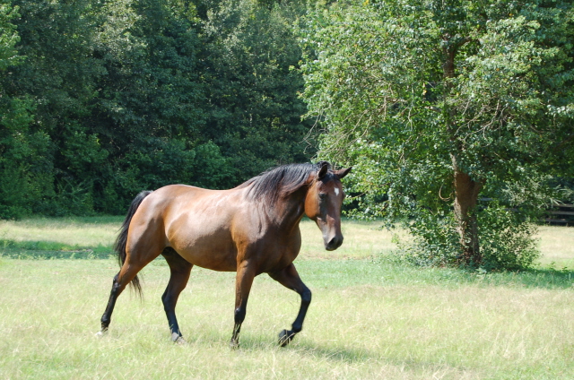Cherokee