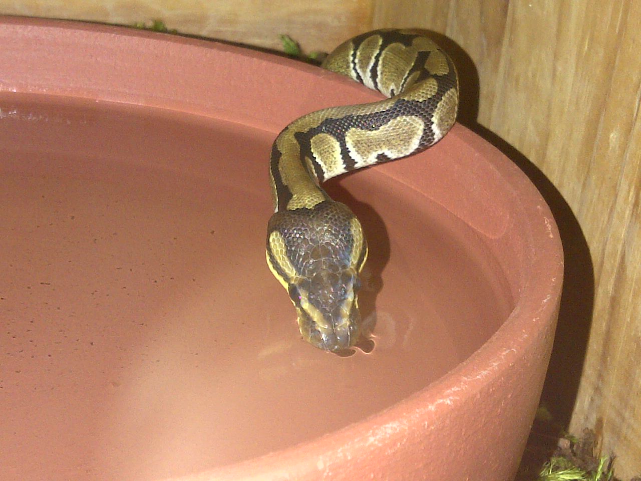 Thirsty!