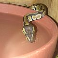 Thirsty!