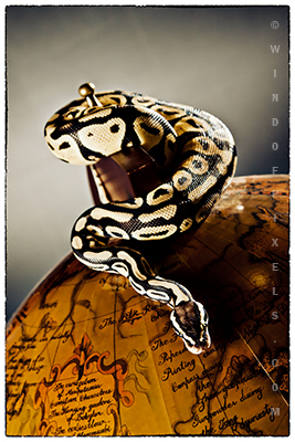 Ball python pastel male