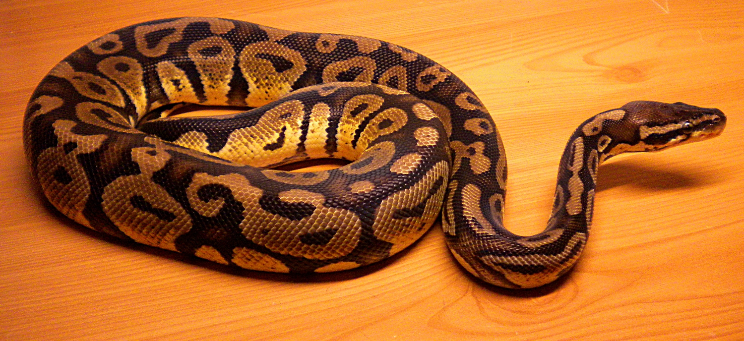 very dark pastel