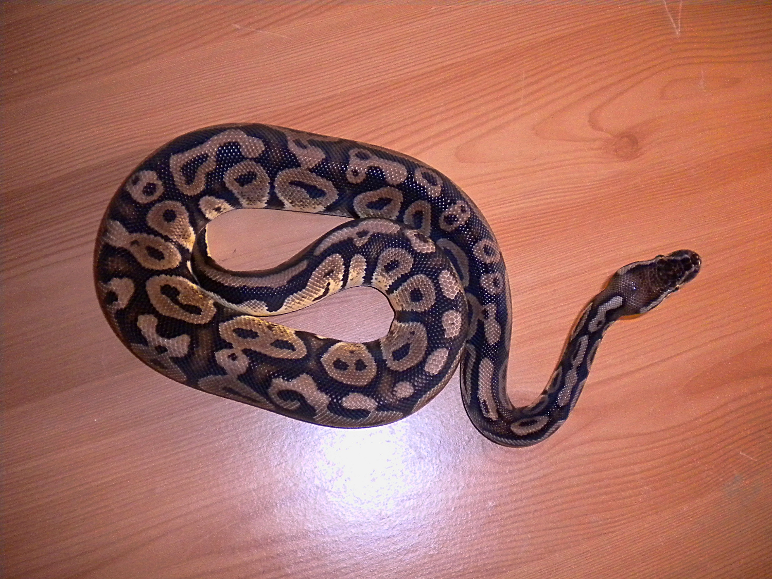 very dark  pastel