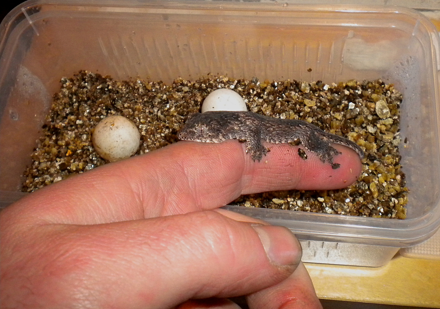 Gehyra marginata